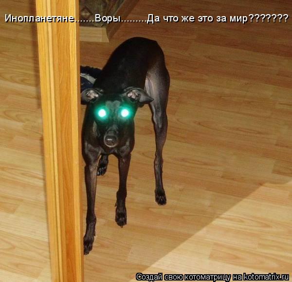 Инопланетяне.......Воры.........Да что же это за мир???????... Котоматрица: Инопланетяне.......Воры.........Да что же это за мир???????