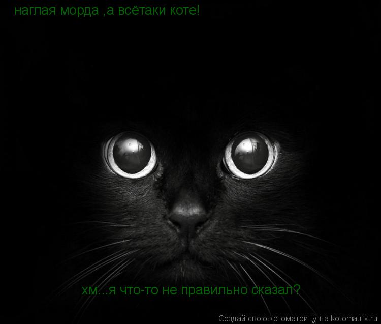 наглая морда ,а всётаки коте! хм...я что-то не правильно сказал?... Котоматрица: наглая морда ,а всётаки коте! хм...я что-то не правильно сказал?