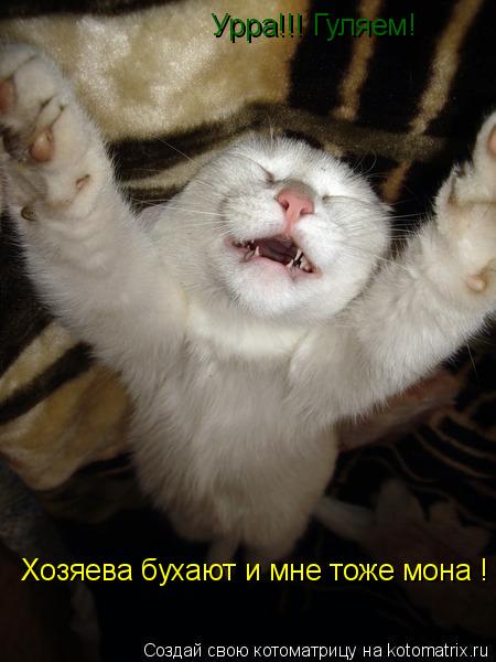 Урра!!! Гуляем! Хозяева бухают и мне тоже мона !... Котоматрица: Урра!!! Гуляем! Хозяева бухают и мне тоже мона !