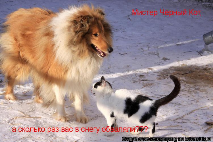 Мистер Чёрный Кот, а сколько раз вас в снегу обваляли???... Котоматрица: Мистер Чёрный Кот, а сколько раз вас в снегу обваляли???