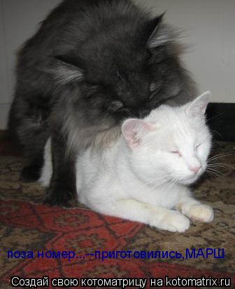 поза номер...--приготовились,МАРШ... Котоматрица: поза номер...--приготовились,МАРШ