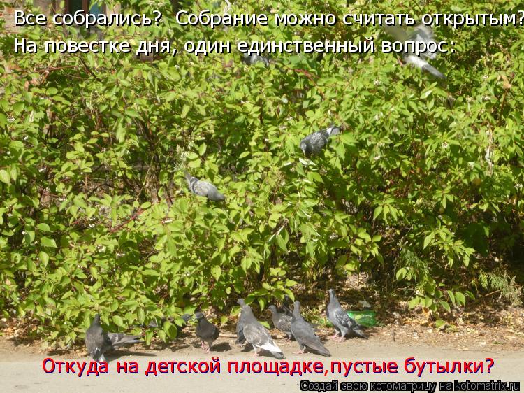 Все собрались? Собрание можно считать открытым? На повестке дня, один единственный вопрос: Откуда на... Котоматрица: Все собрались? Собрание можно считать открытым? На повестке дня, один единственный вопрос: Откуда на детской площадке пустые бутылки? Отку