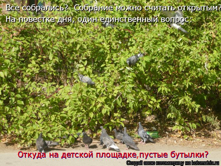 Котоматрица: Все собрались?  Собрание можно считать открытым? На повестке дня, один единственный вопрос: Откуда на детской площадке пустые бутылки? Отку