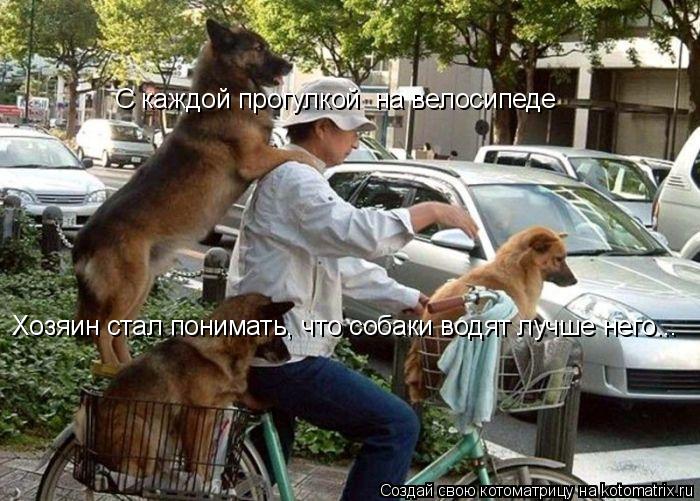 Котоматрица: С каждой прогулкой  на велосипеде Хозяин стал понимать, что собаки водят лучше него...