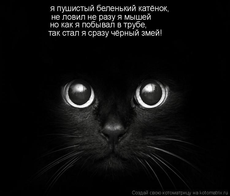 я пушистый беленький катёнок, не ловил не разу я мышей но как я побывал в трубе, так стал я сразу чёр... Котоматрица: я пушистый беленький катёнок, не ловил не разу я мышей но как я побывал в трубе, так стал я сразу чёрный змей!