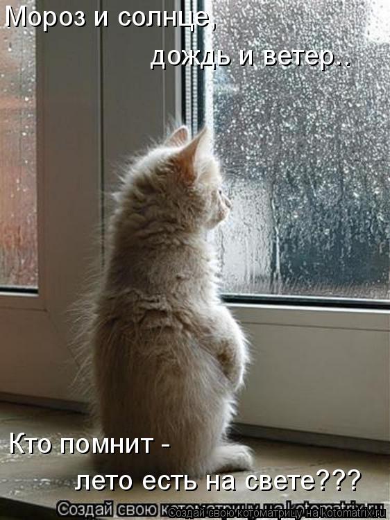 Мороз и солнце, дождь и ветер.. Кто помнит - лето есть на свете???... Котоматрица: Мороз и солнце, дождь и ветер.. Кто помнит - лето есть на свете???