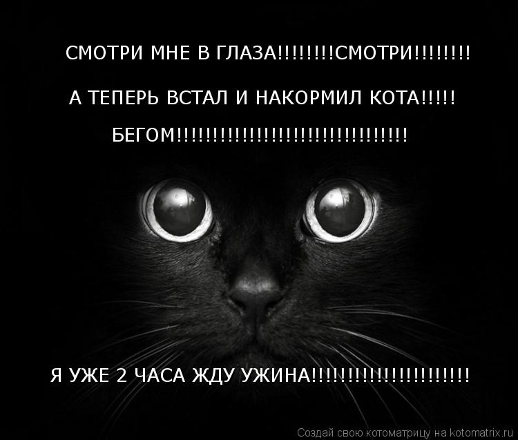 СМОТРИ МНЕ В ГЛАЗА!!!!!!!!СМОТРИ!!!!!!!! А ТЕПЕРЬ ВСТАЛ И НАКОРМИЛ КОТА!!!!! БЕГОМ!!!!!!!!!!!!!!!!!!!... Котоматрица: СМОТРИ МНЕ В ГЛАЗА!!!!!!!!СМОТРИ!!!!!!!! А ТЕПЕРЬ ВСТАЛ И НАКОРМИЛ КОТА!!!!! БЕГОМ!!!!!!!!!!!!!!!!!!!!!!!!!!!!!!!! Я УЖЕ 2 ЧАСА ЖДУ УЖИНА!!!!!!!!!!!!!