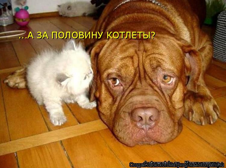 ...А ЗА ПОЛОВИНУ КОТЛЕТЫ?... Котоматрица: ...А ЗА ПОЛОВИНУ КОТЛЕТЫ?