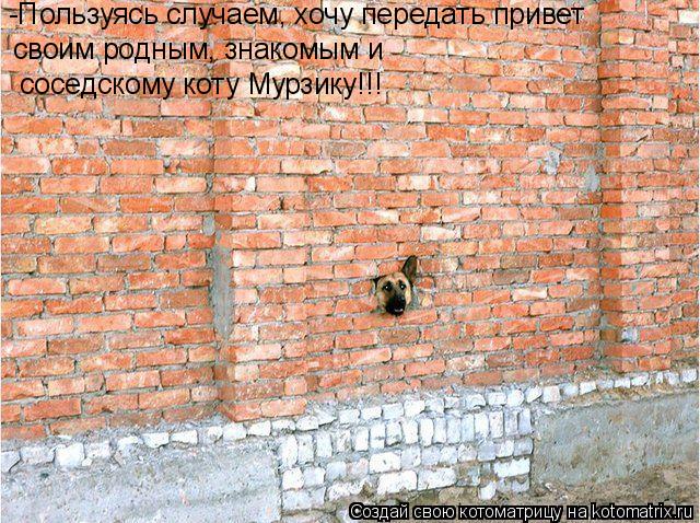 -Пользуясь случаем, хочу передать привет своим родным, знакомым и соседскому коту Мурзику!!!... Котоматрица: -Пользуясь случаем, хочу передать привет своим родным, знакомым и соседскому коту Мурзику!!!
