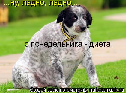 ...ну, ладно, ладно.... с понедельника - диета!... Котоматрица: ...ну, ладно, ладно.... с понедельника - диета!