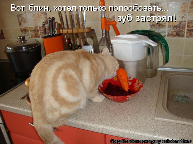 Вот, блин, хотел только попробовать... зуб застрял!... Котоматрица: Вот, блин, хотел только попробовать... зуб застрял!