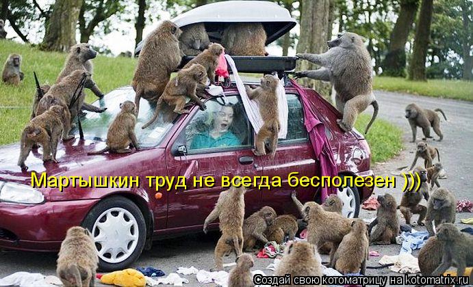 Мартышкин труд не всегда бесполезен )))... Котоматрица: Мартышкин труд не всегда бесполезен )))