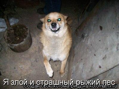 Я злой и страшный рыжий пес... Котоматрица: Я злой и страшный рыжий пес
