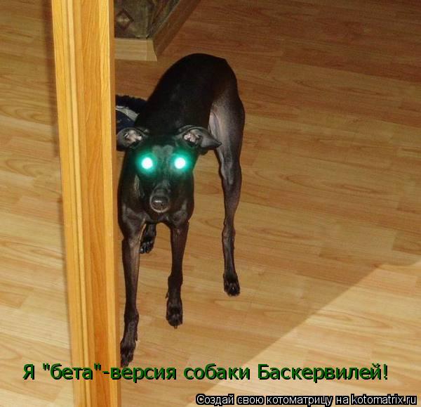 Я "бета"-версия собаки Баскервилей!... Котоматрица: Я "бета"-версия собаки Баскервилей!