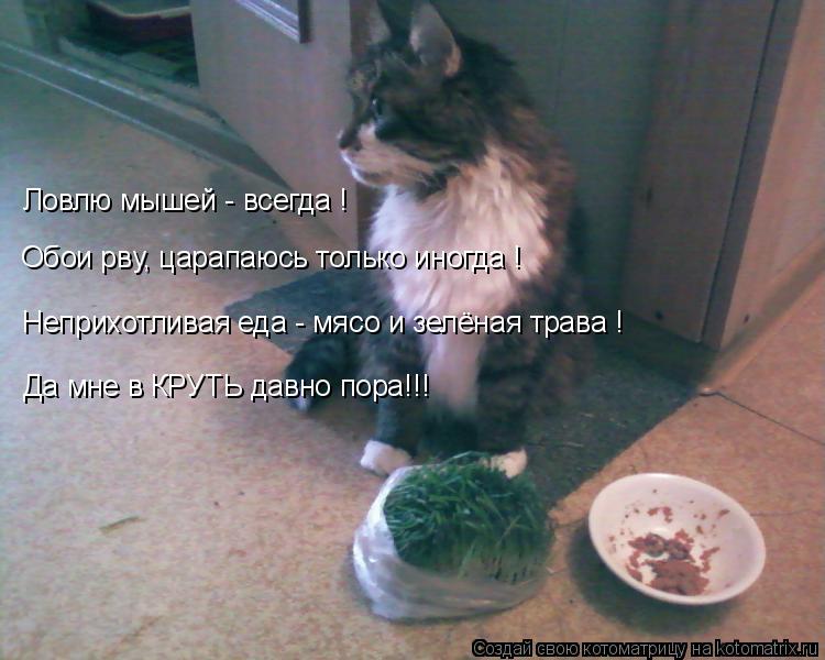 Ловлю мышей - всегда ! Обои рву, царапаюсь только иногда ! Неприхотливая еда - мясо и зелёная трава !... Котоматрица: Ловлю мышей - всегда ! Обои рву, царапаюсь только иногда ! Неприхотливая еда - мясо и зелёная трава ! Да мне в КРУТЬ давно пора!!!