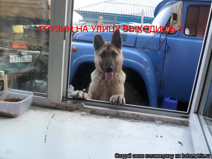 ГРУЗИН НА УЛИЦУ ВЫХОДИШЬ ?... Котоматрица: ГРУЗИН НА УЛИЦУ ВЫХОДИШЬ ?