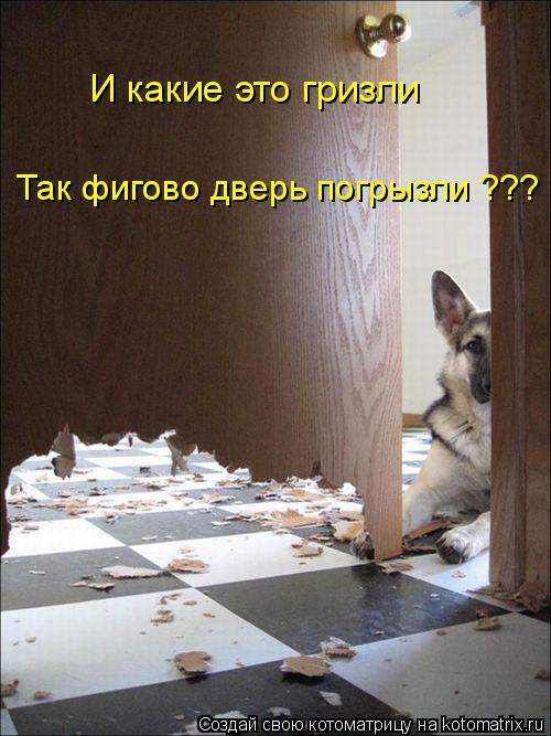 И какие это гризли Так фигово дверь погрызли ???... Котоматрица: И какие это гризли Так фигово дверь погрызли ???