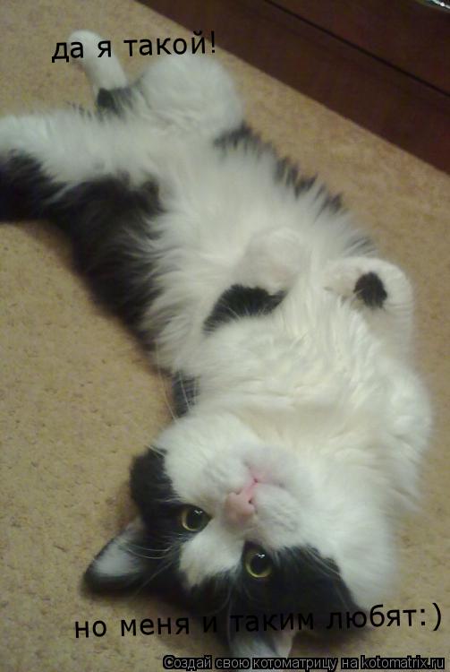 да я такой! но меня и таким любят:)... Котоматрица: да я такой! но меня и таким любят:)