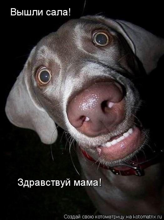 Вышли сала! Здравствуй мама!... Котоматрица: Вышли сала! Здравствуй мама!