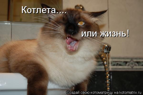 Котлета.... или жизнь!... Котоматрица: Котлета.... или жизнь!
