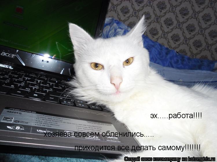эх.....работа!!!! хозяева совсем обленились..... приходится все делать самому!!!!!!!... Котоматрица: эх.....работа!!!! хозяева совсем обленились..... приходится все делать самому!!!!!!!