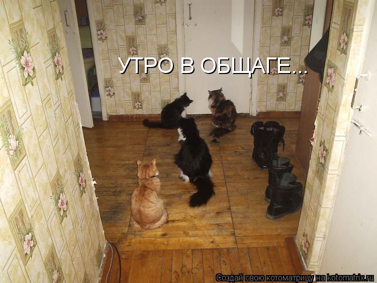 УТРО В ОБЩАГЕ...... Котоматрица: УТРО В ОБЩАГЕ...