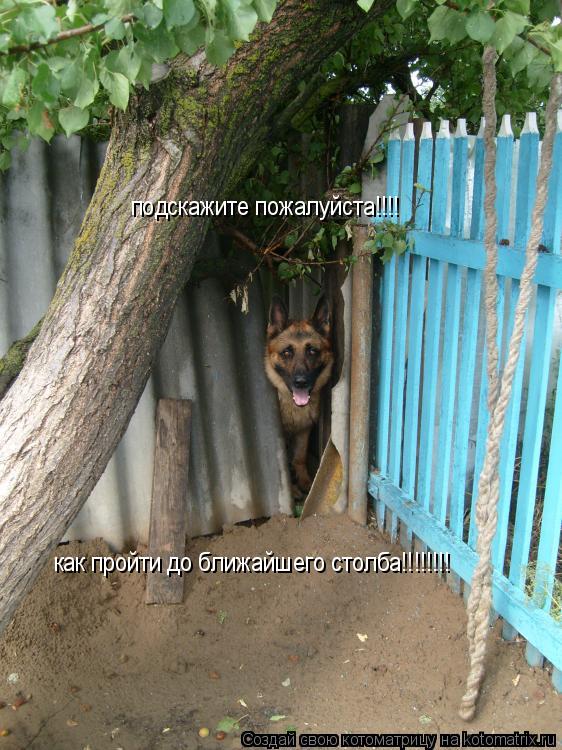 подскажите пожалуйста!!!! как пройти до ближайшего столба!!!!!!!!... Котоматрица: подскажите пожалуйста!!!! как пройти до ближайшего столба!!!!!!!!