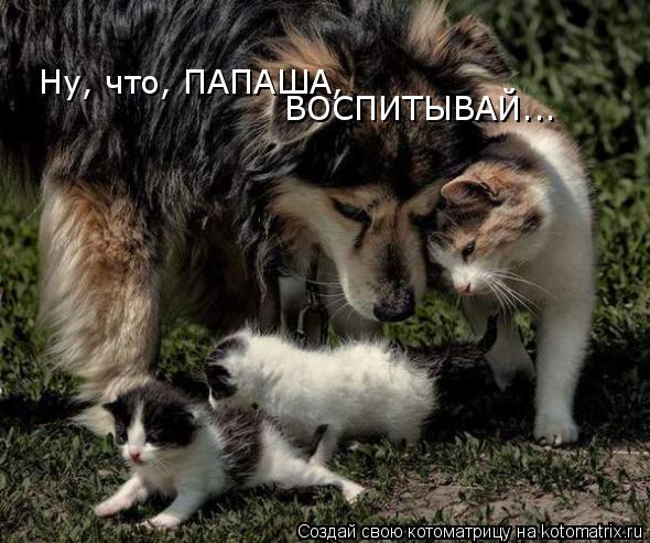 Ну, что, ПАПАША, ВОСПИТЫВАЙ...... Котоматрица: Ну, что, ПАПАША, ВОСПИТЫВАЙ...