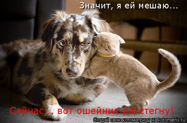 Значит, я ей мешаю... Сейчас... вот ошейник расстегну!... Котоматрица: Значит, я ей мешаю... Сейчас... вот ошейник расстегну!