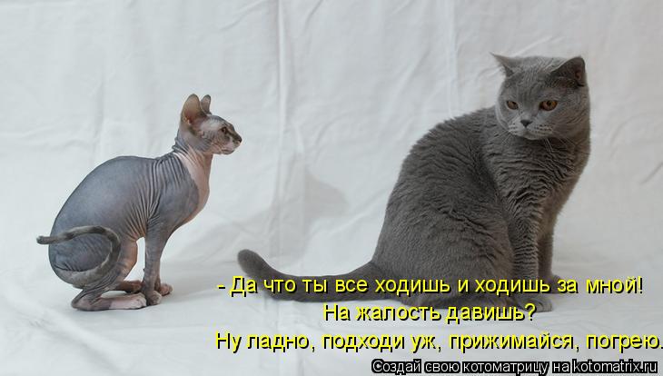 - Да что ты все ходишь и ходишь за мной! На жалость давишь? Ну ладно, подходи уж, прижимайся, погрею... Котоматрица: - Да что ты все ходишь и ходишь за мной! На жалость давишь? Ну ладно, подходи уж, прижимайся, погрею.