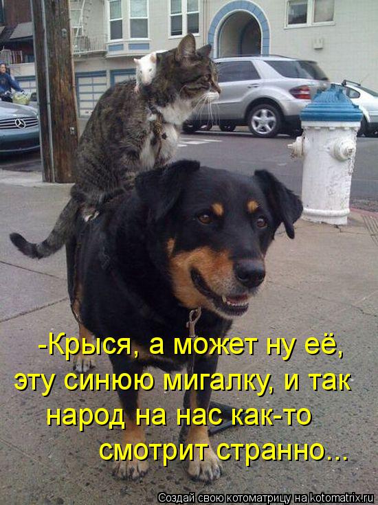 -Крыся, а может ну её, эту синюю мигалку, и так народ на нас как-то смотрит странно...... Котоматрица: -Крыся, а может ну её, эту синюю мигалку, и так народ на нас как-то смотрит странно...