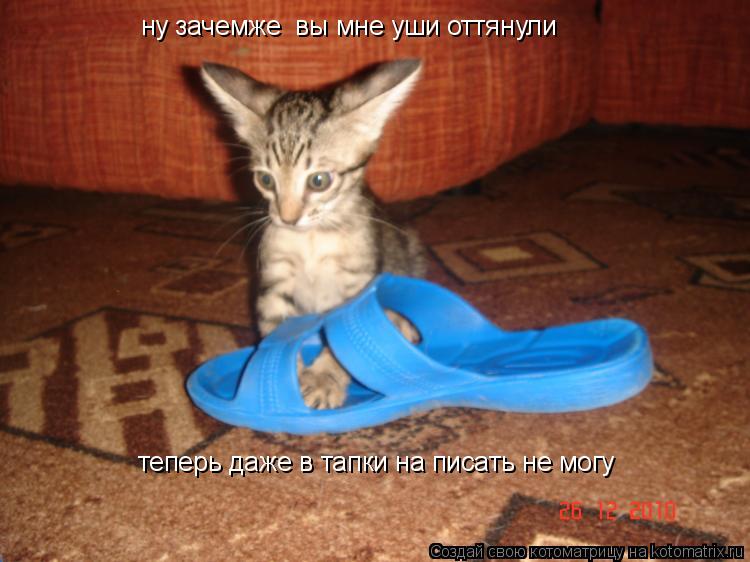 ну зачемже вы мне уши оттянули теперь даже в тапки на писать не могу... Котоматрица: ну зачемже вы мне уши оттянули теперь даже в тапки на писать не могу