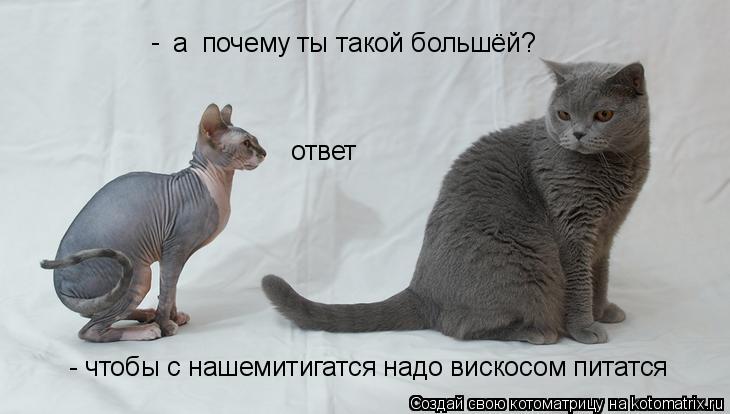 а почему ты такой большёй? ответ - - чтобы с нашемитигатся надо вискосом питатся... Котоматрица: а почему ты такой большёй? ответ - - чтобы с нашемитигатся надо вискосом питатся