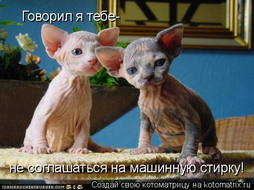 Говорил я тебе- не соглашаться на машинную стирку!... Котоматрица: Говорил я тебе- не соглашаться на машинную стирку!