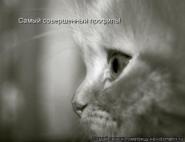 Самый совершенный профиль!... Котоматрица: Самый совершенный профиль!