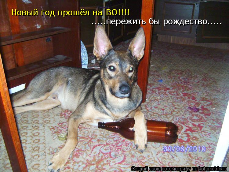Новый год прошёл на ВО!!!! .....пережить бы рождество........ Котоматрица: Новый год прошёл на ВО!!!! .....пережить бы рождество.....