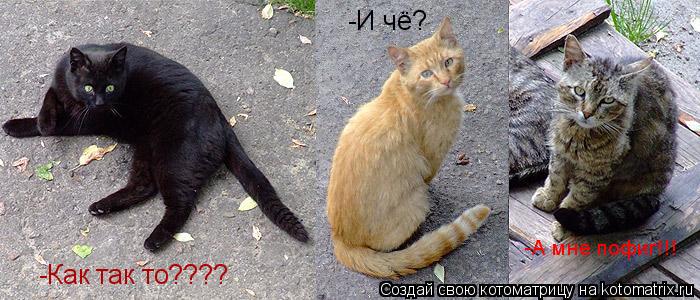 -Как так то???? -И чё? -А мне пофиг!!!... Котоматрица: -Как так то???? -И чё? -А мне пофиг!!!