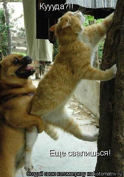 Куууда?!! Еще свалишься!... Котоматрица: Куууда?!! Еще свалишься!