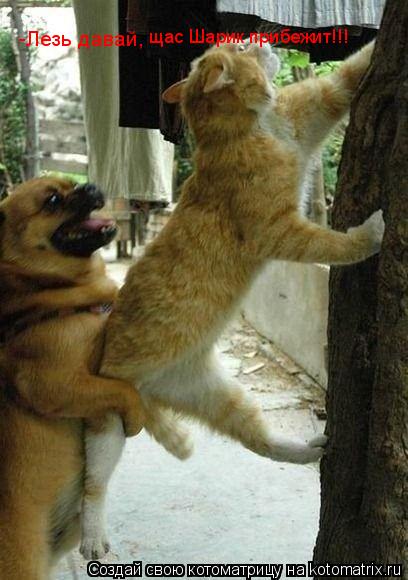 Котоматрица: -Лезь давай,  щас Шарик прибежит!!!