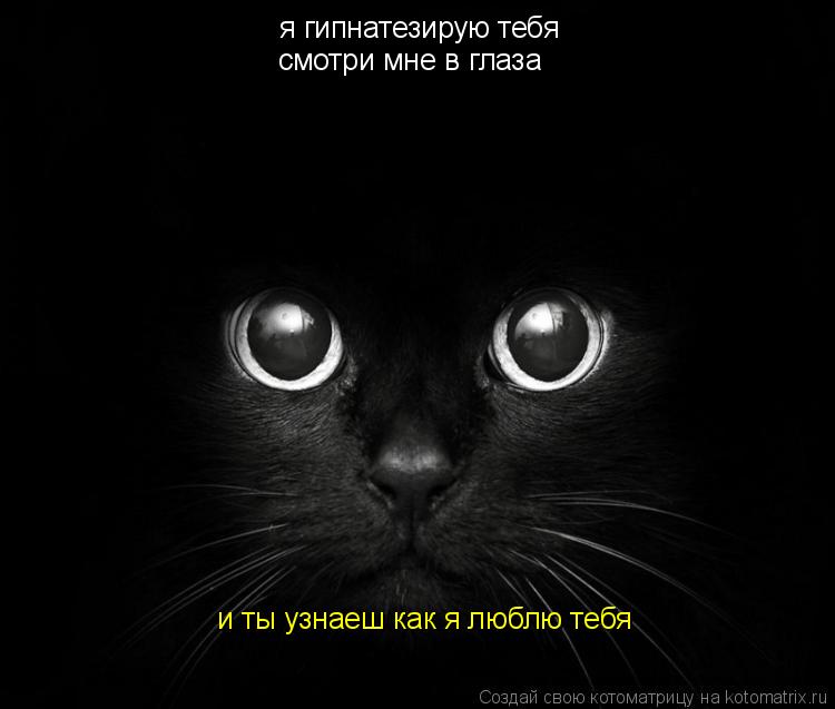 Котоматрица: я гипнатезирую тебя  смотри мне в глаза  и ты узнаеш как я люблю тебя