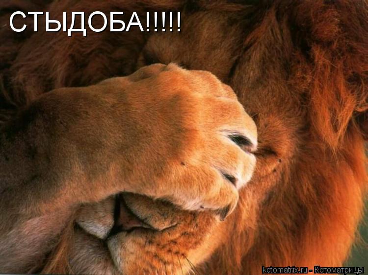 Котоматрица: СТЫДОБА!!!!!