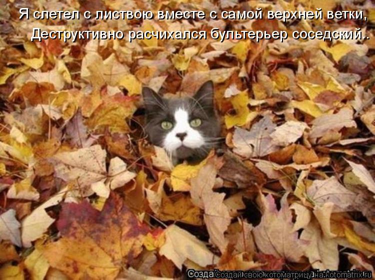 Котоматрица: Я слетел с листвою вместе с самой верхней ветки, Деструктивно расчихался бультерьер соседский..