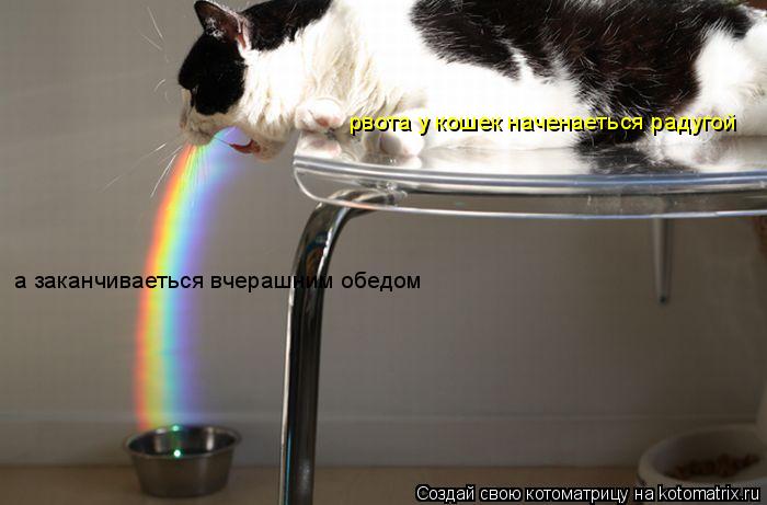 Котоматрица: рвота у кошек наченаеться радугой  а заканчиваеться вчерашним обедом