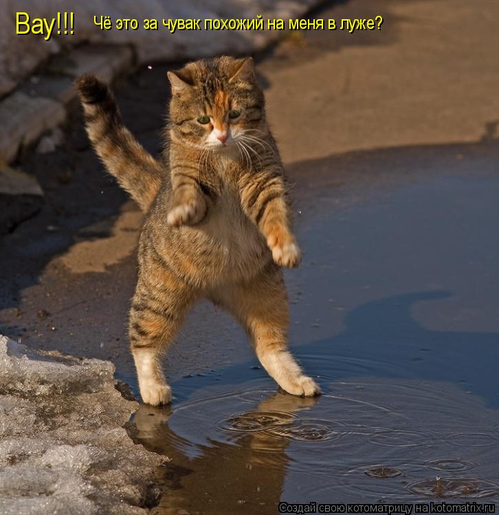 Котоматрица: Вау!!! Чё это за чувак похожий на меня в луже?