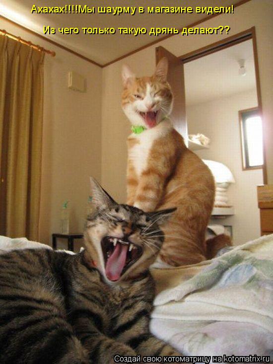 Котоматрица: Ахахах!!!!Мы шаурму в магазине видели! Из чего только такую дрянь делают?? Из чего только такую дрянь делают??
