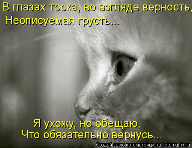 Котоматрица: В глазах тоска, во взгляде верность, Неописуемая грусть... Я ухожу, но обещаю, Что обязательно вернусь...