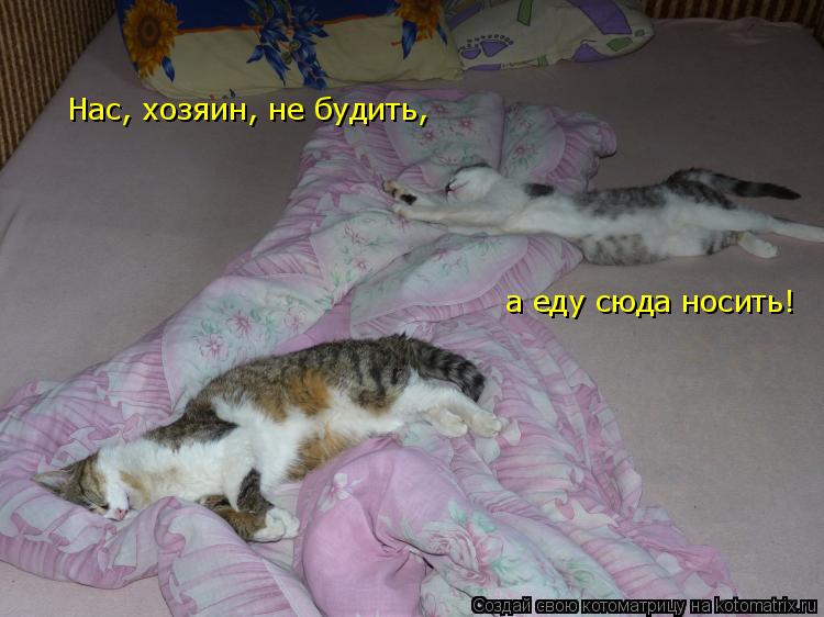 Котоматрица: Нас, хозяин, не будить,   а еду сюда носить!