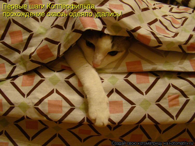 Первые шаги Копперфильда, прохождение сквозь одеяло удались!... Котоматрица: Первые шаги Копперфильда, прохождение сквозь одеяло удались!