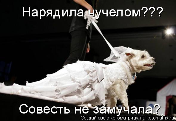 Нарядила чучелом??? Совесть не замучала?... Котоматрица: Нарядила чучелом??? Совесть не замучала?