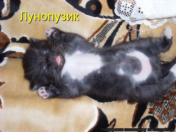 Лунопузик... Котоматрица: Лунопузик